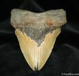 / Inch Megalodon Tooth #730-1